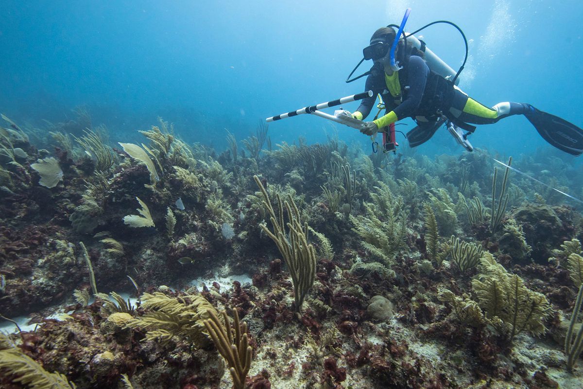 Alianza Kanan Kay, un faro contra la pesca ilegal