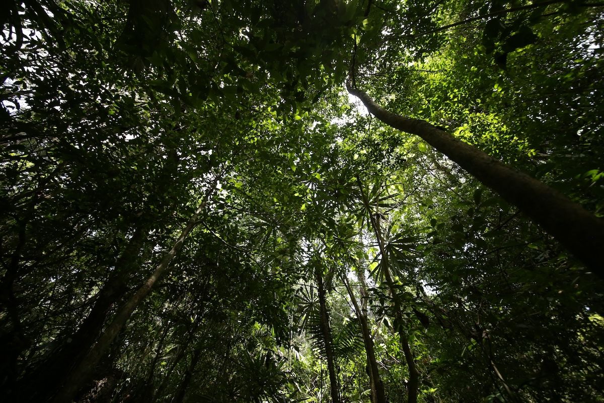 Un plan de biodiversidad donde los pueblos originarios no entran aún: México regresa de la COP16