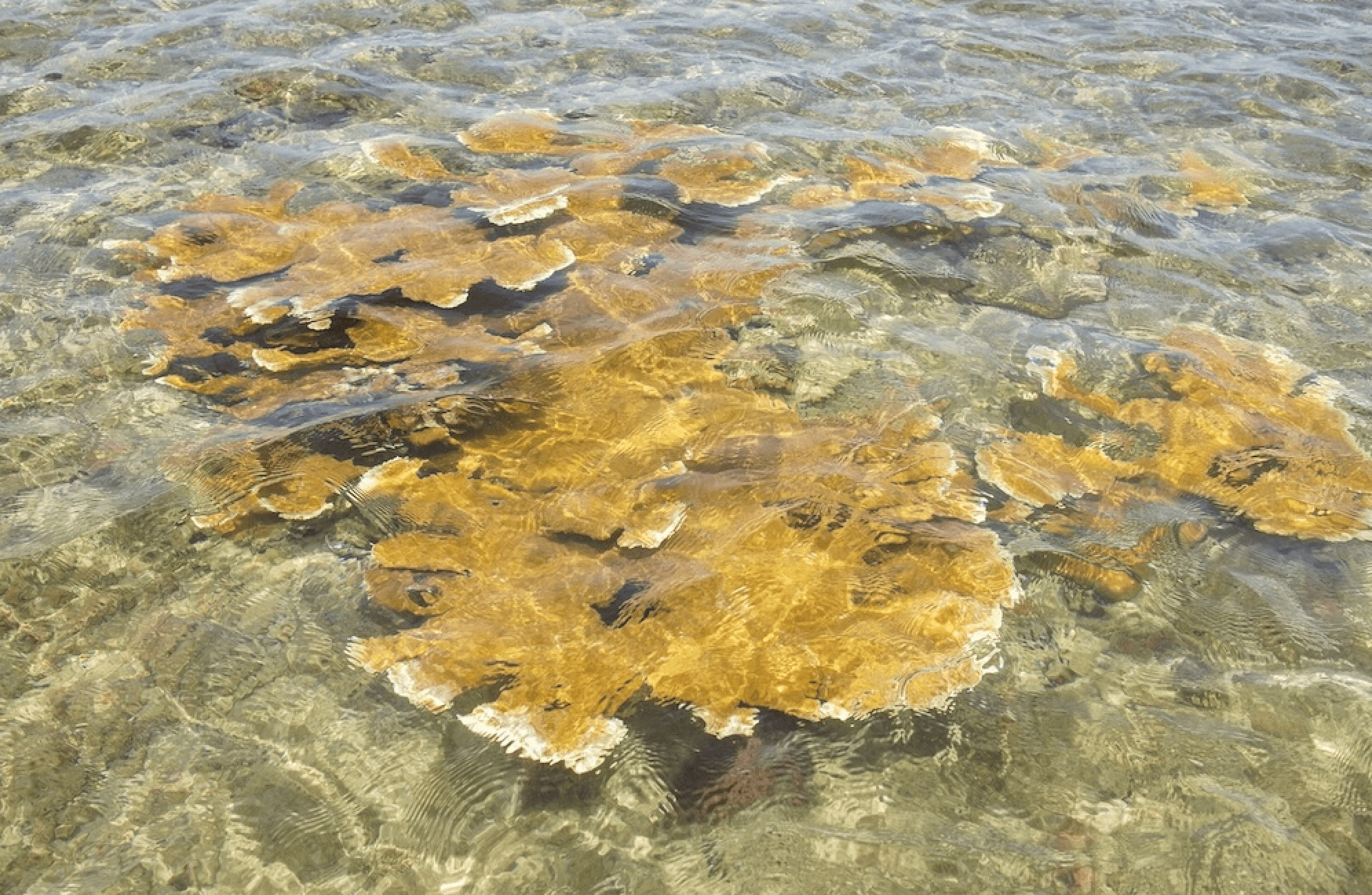 Cómo un coral de Puerto Rico podría salvar otros arrecifes en peligro