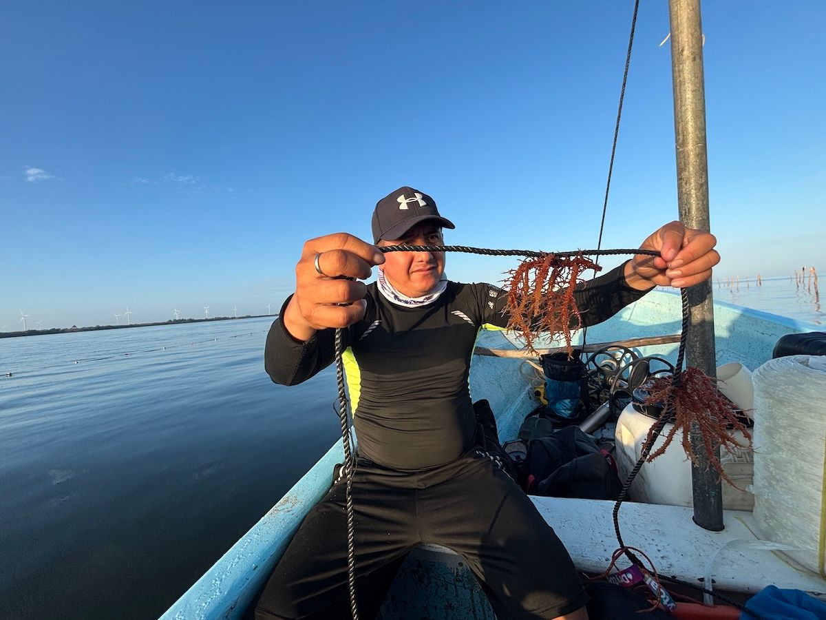 Pescadores de Yucatán migran al cultivo de algas rojas