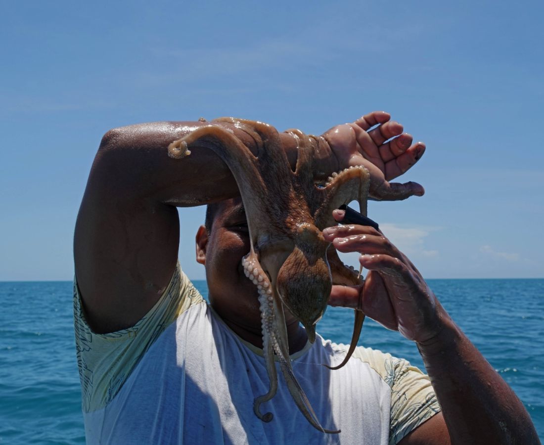 En Yucatán buscan certificación internacional para pesquería de pulpo maya