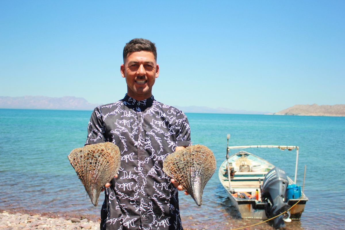 Callo de hacha en Bahía de Kino, la hazaña de pescar y repoblar el mar al mismo tiempo