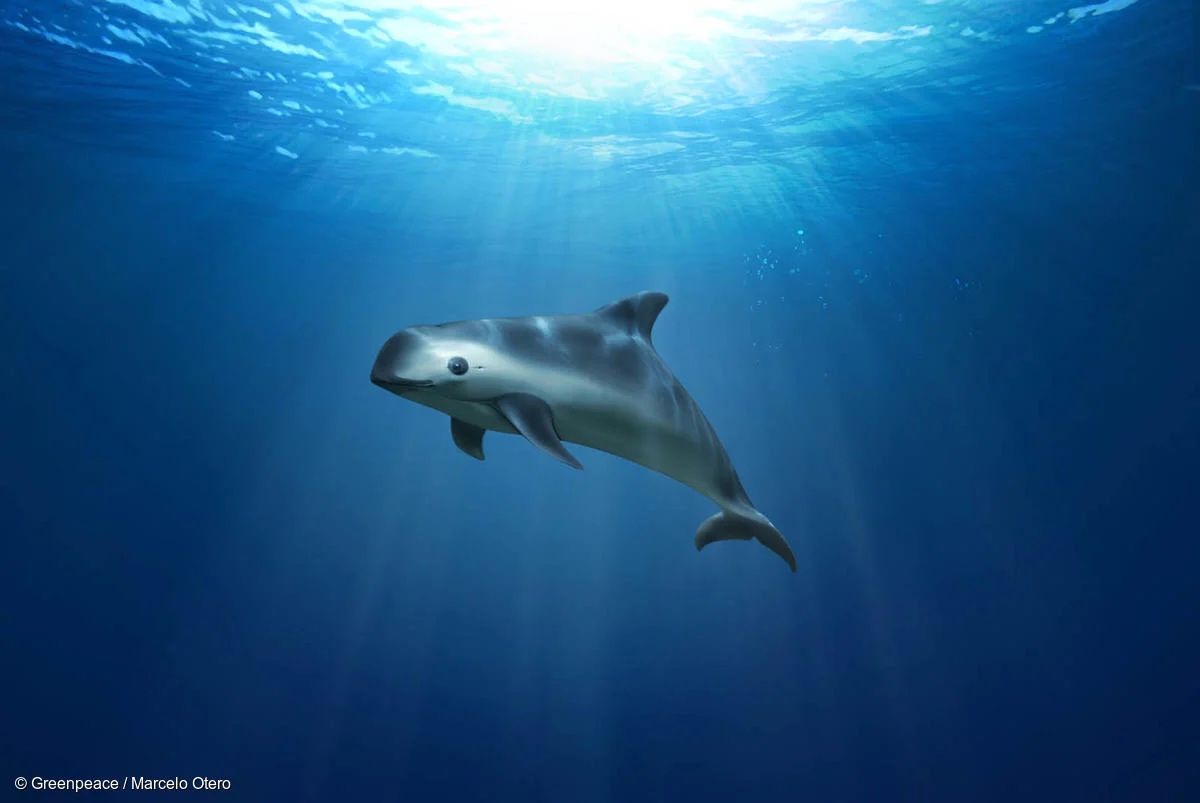 ¿Por qué México redujo el polígono protegido de la vaquita marina?