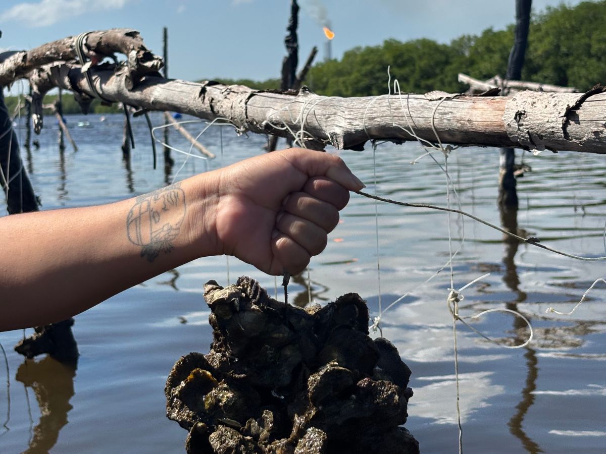 Cultivo de ostión en la Laguna Mecoacán: entre la incertidumbre y los derrames petroleros