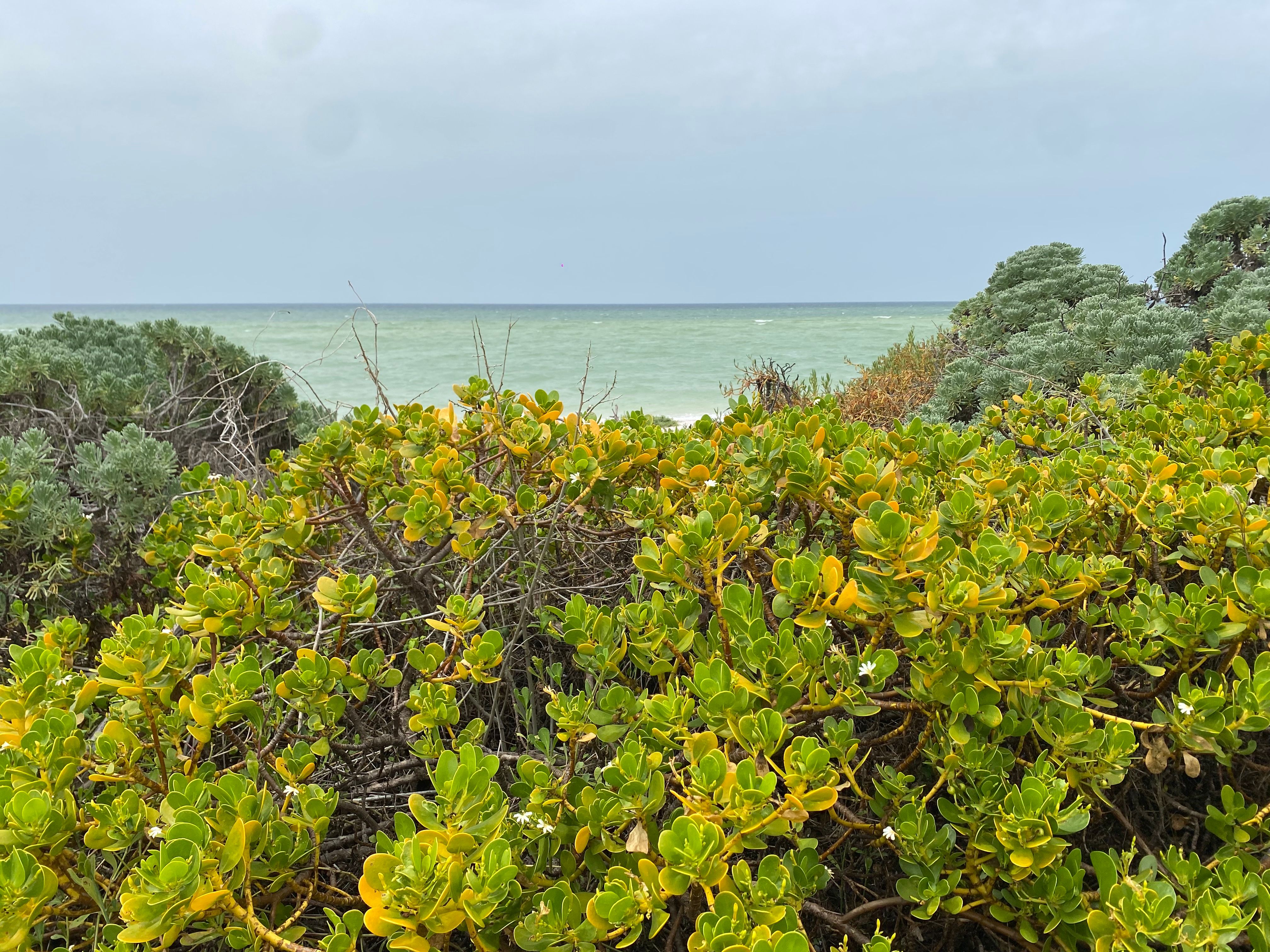 Semarnat autoriza proyecto inmobiliario en playa de Yucatán pese a casi 100 impactos negativos