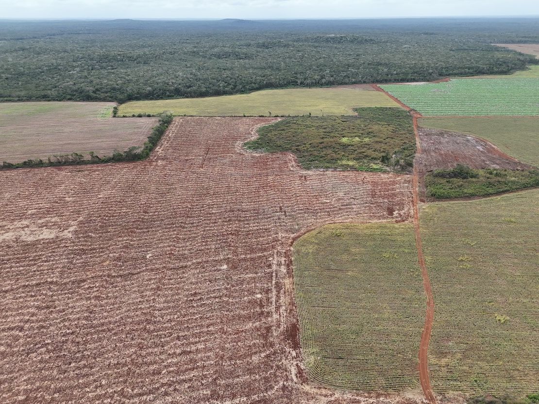 Deforestación por “el diamante verde” en Yucatán