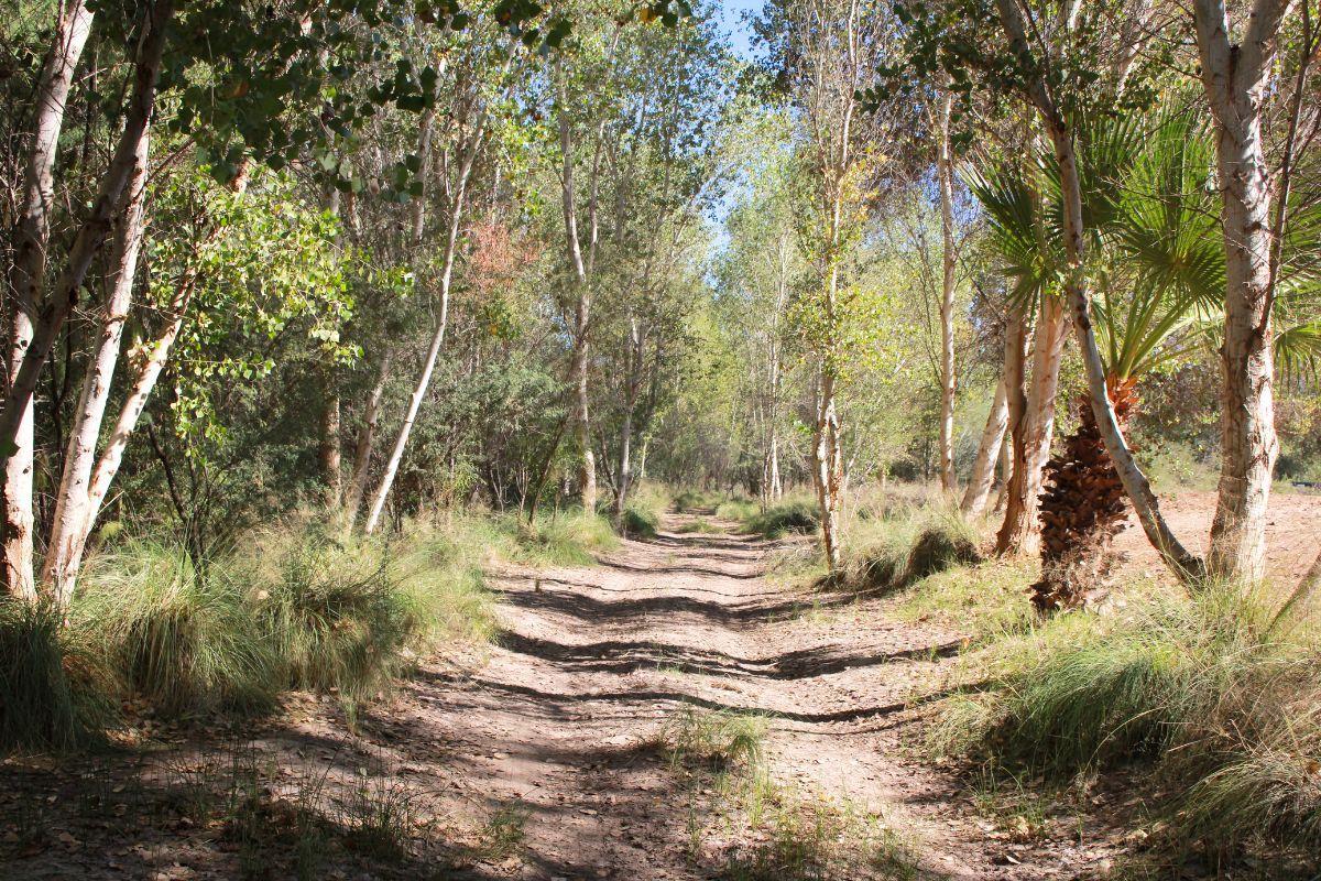 El Chausse, un esfuerzo binacional para regresar a la vida un bosque y el Río Colorado