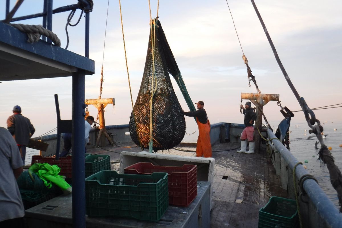 Pescadores del Alto Golfo urgen entrada en vigor de la NOM que regula la captura de Merluza