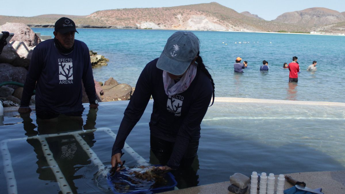 Efecto Arena capacita a prestadores turísticos para proteger los arrecifes de La Paz