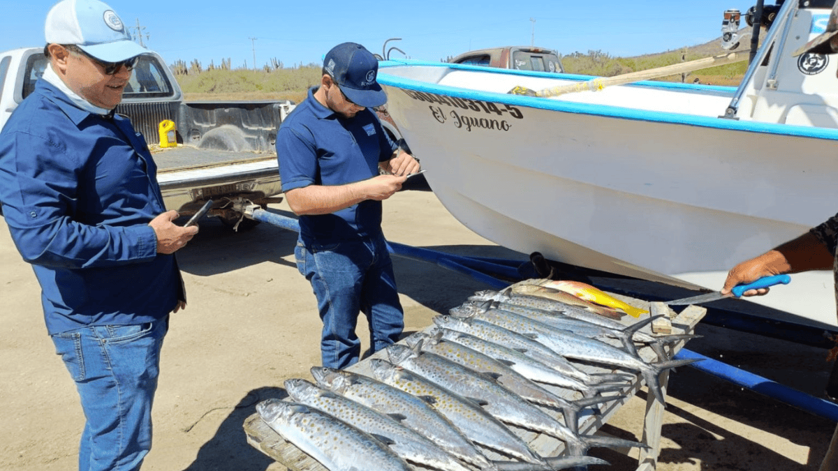 Imipas contradice a Fonmar sobre la formalización de un estudio de pesca deportiva en BCS